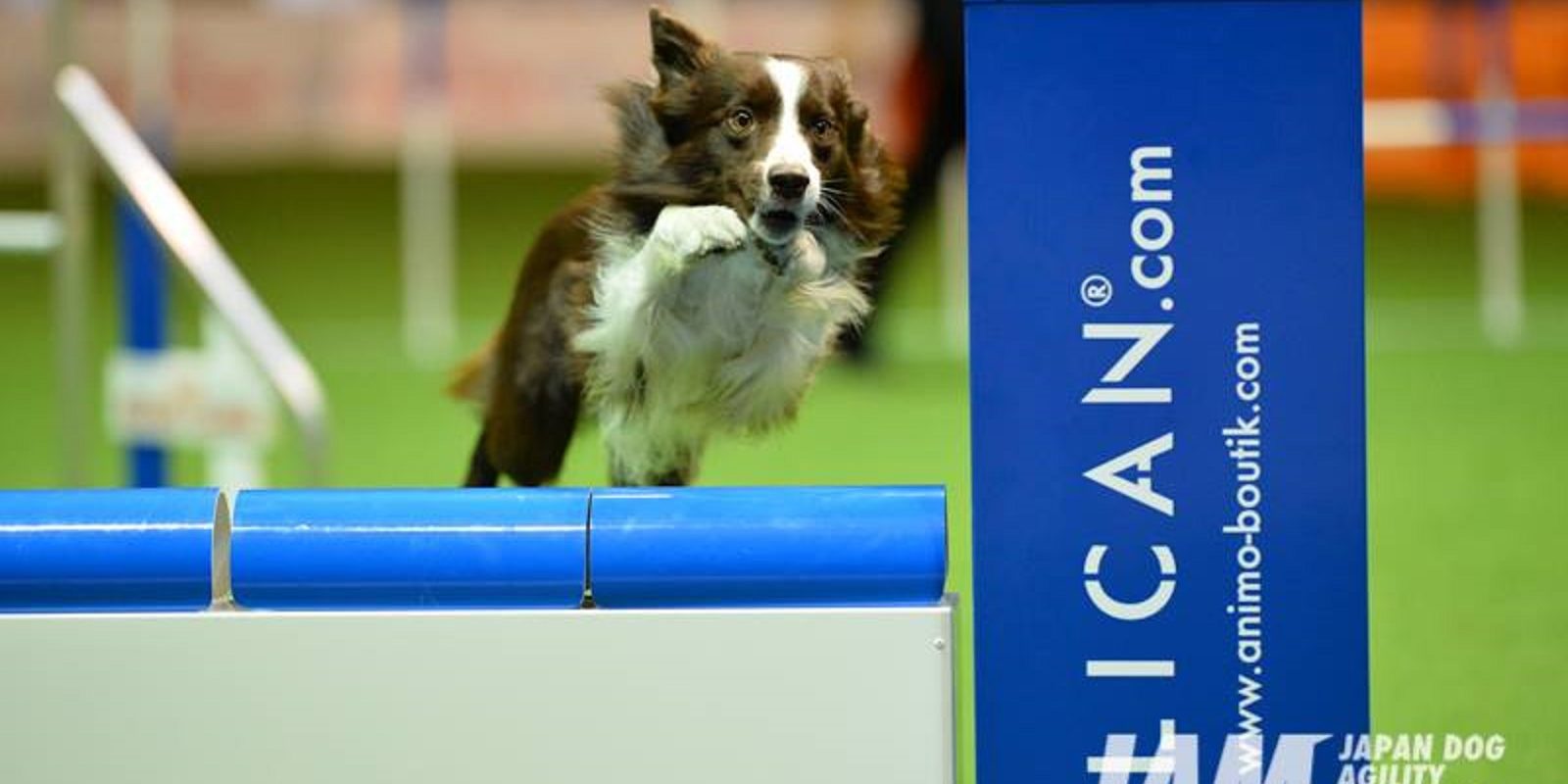 Canine Sports Massage Therapy