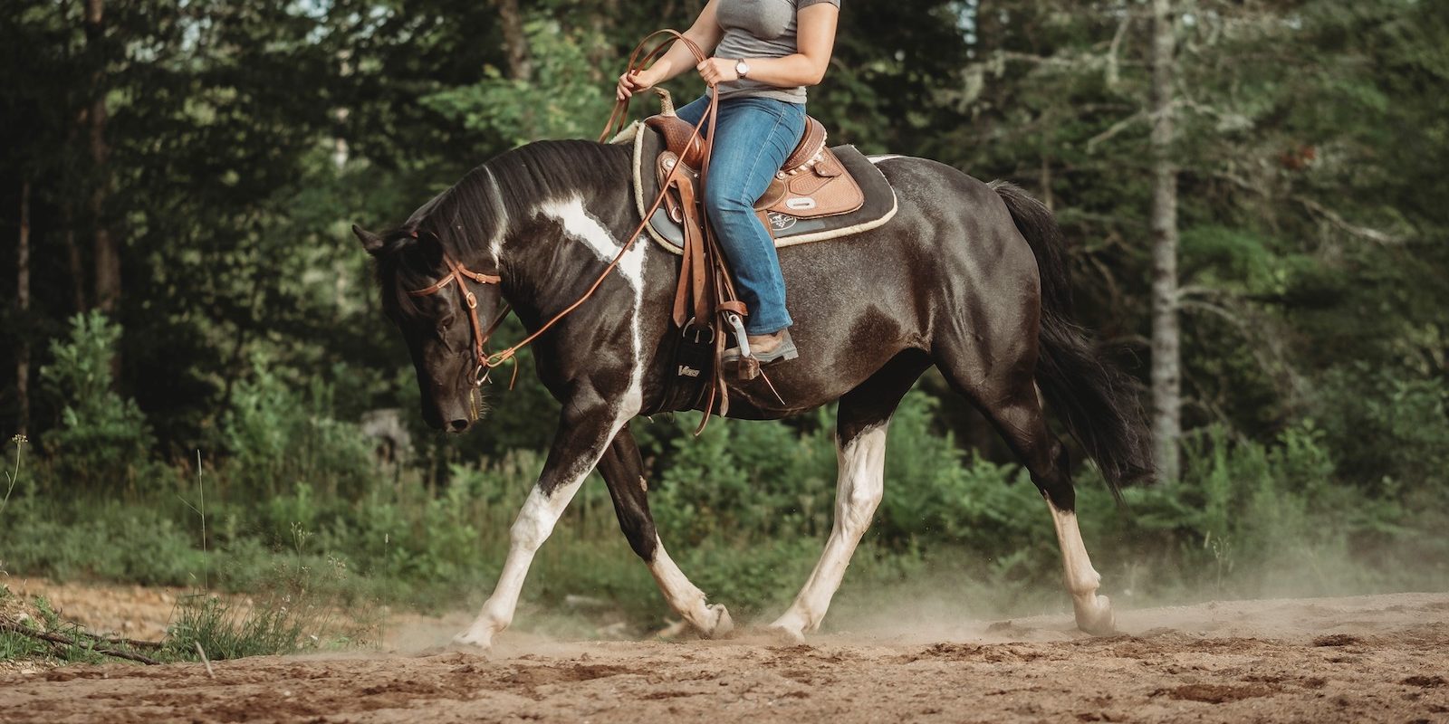Equine Massage Therapy