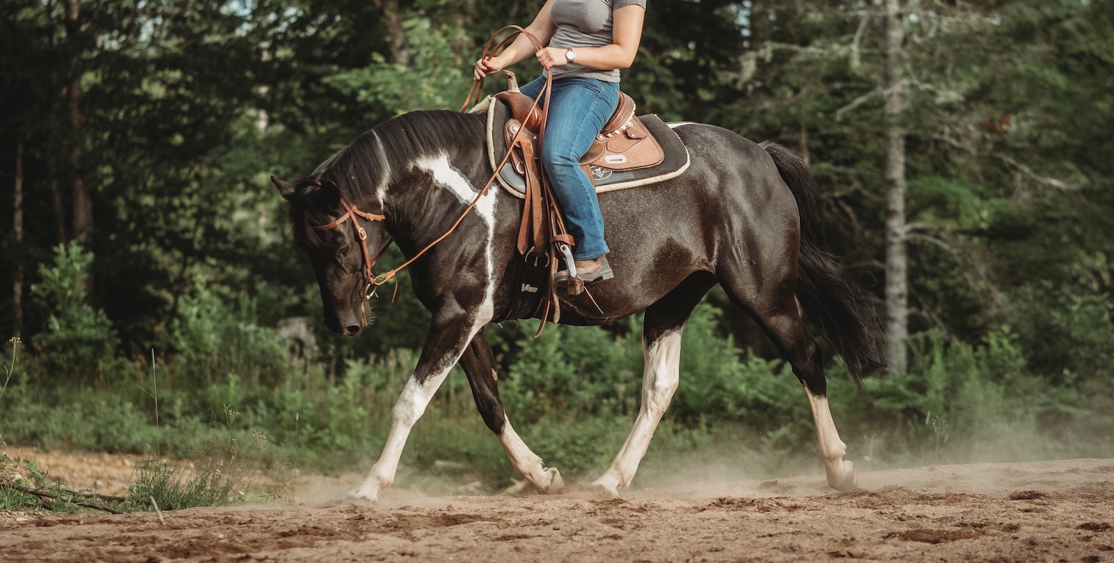 Equine Massage Therapy